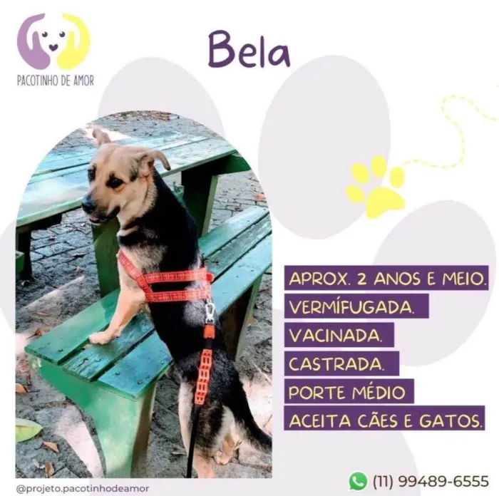 Cachorro ra a SRD-ViraLata idade 3 anos nome Bela 