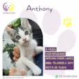 Anthony