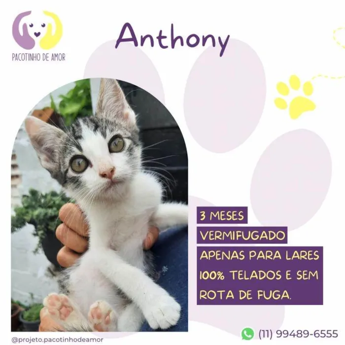 Gato ra a SRD-ViraLata idade 2 a 6 meses nome Anthony
