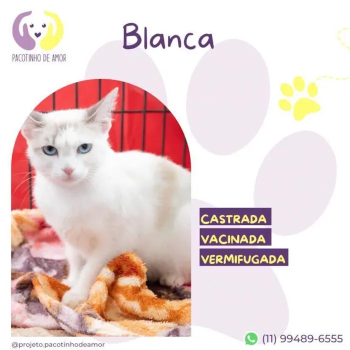 Gato ra a SRD-ViraLata idade 7 a 11 meses nome Blanca