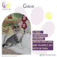 Gaia