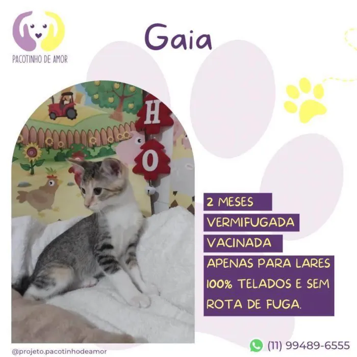 Gato ra a SRD-ViraLata idade 2 a 6 meses nome Gaia