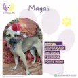 Magali