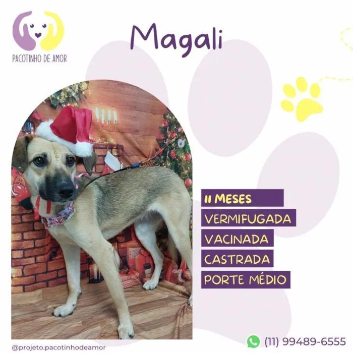 Cachorro ra a SRD-ViraLata idade 7 a 11 meses nome Magali