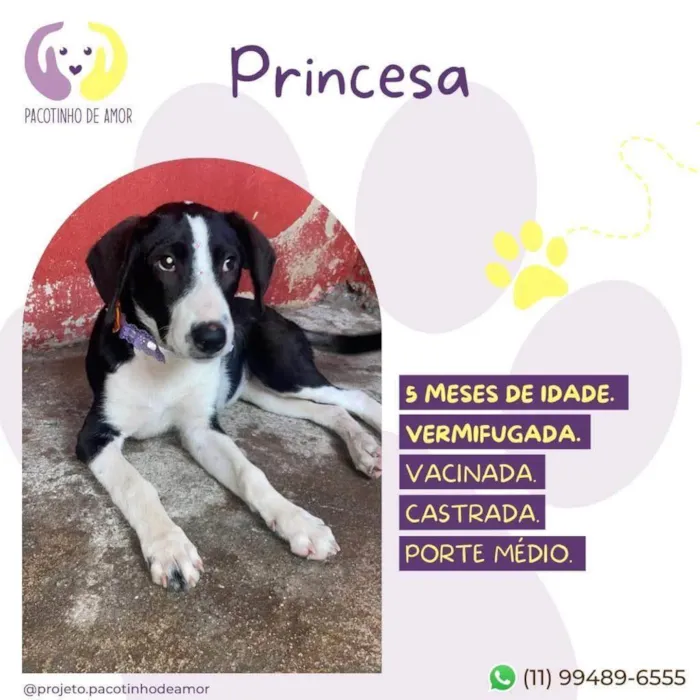 Cachorro ra a SRD-ViraLata idade 2 a 6 meses nome Princesa 