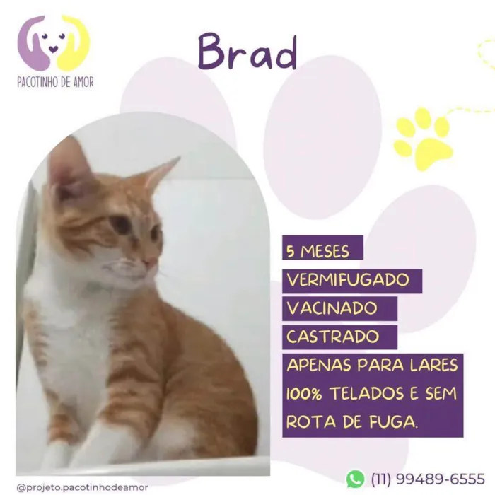Gato ra a SRD-ViraLata idade 2 a 6 meses nome Brad
