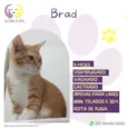 Brad