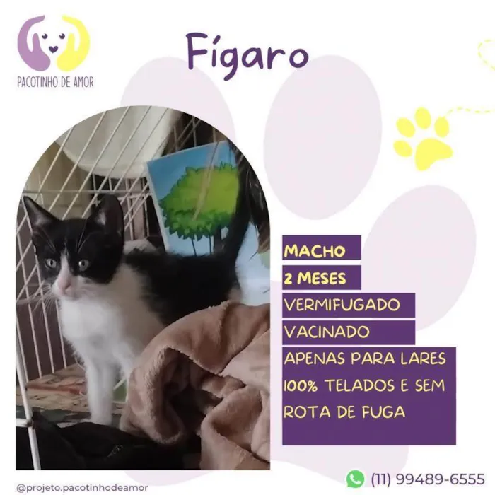 Gato ra a SRD-ViraLata idade 2 a 6 meses nome Figaro 