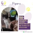 Figaro