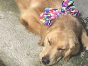 Cachorro raça Golden retriever idade 2 anos nome Hamora