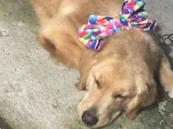 Cachorro ra a Golden retriever idade 2 anos nome Hamora