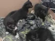 Gato