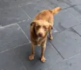Caramelo