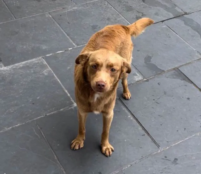Cachorro ra a SRD-ViraLata idade 2 anos nome Caramelo