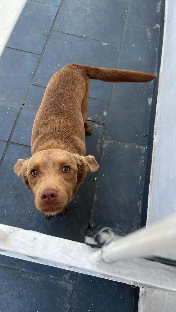 Cachorro ra a SRD-ViraLata idade 2 anos nome Caramelo