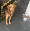 Caramelo