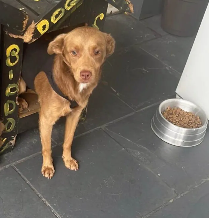 Cachorro ra a SRD-ViraLata idade 2 anos nome Caramelo