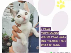 Gato raça SRD-ViraLata idade 2 a 6 meses nome Peter