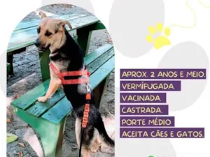 Cachorro raça SRD-ViraLata idade 3 anos nome Bela 