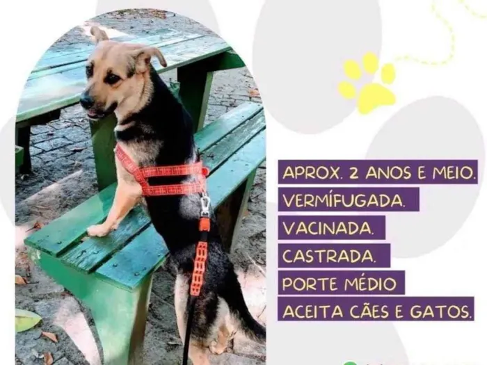 Cachorro ra a SRD-ViraLata idade 3 anos nome Bela 