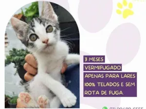 Gato raça SRD-ViraLata idade 2 a 6 meses nome Anthony