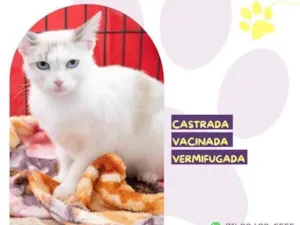 Gato raça SRD-ViraLata idade 7 a 11 meses nome Blanca