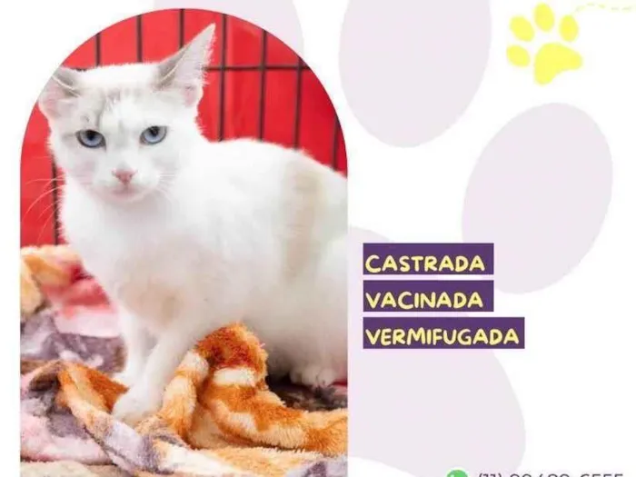 Gato ra a SRD-ViraLata idade 7 a 11 meses nome Blanca