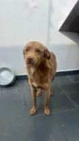 Caramelo