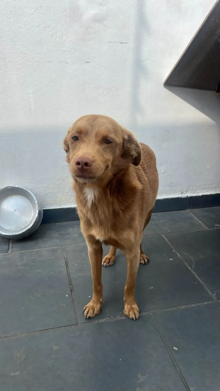Cachorro ra a SRD-ViraLata idade 2 anos nome Caramelo