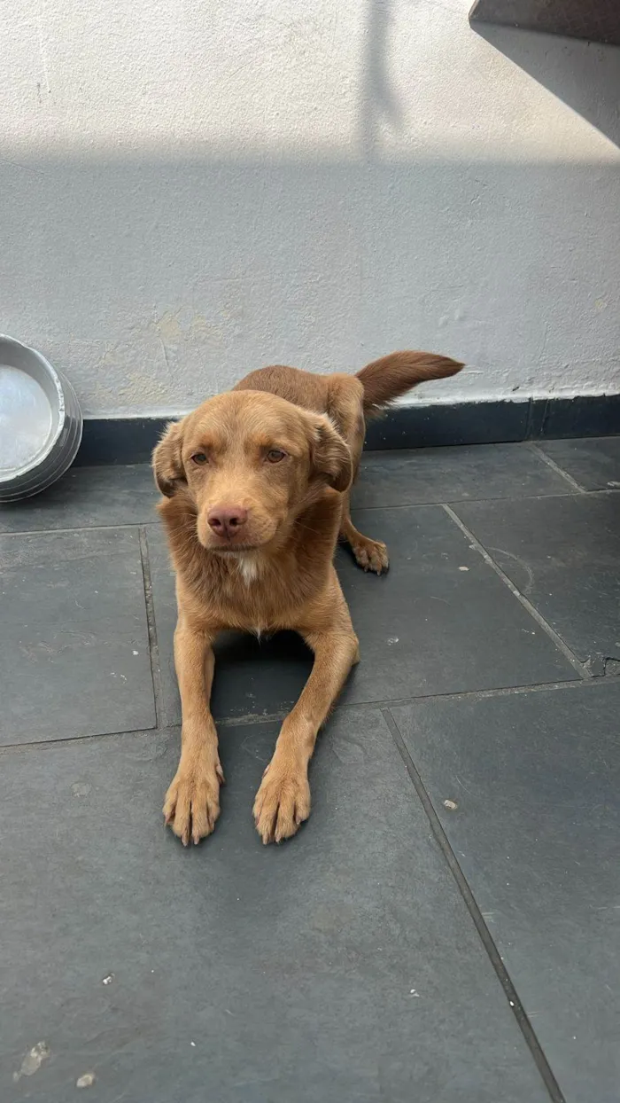 Cachorro ra a SRD-ViraLata idade 2 anos nome Caramelo