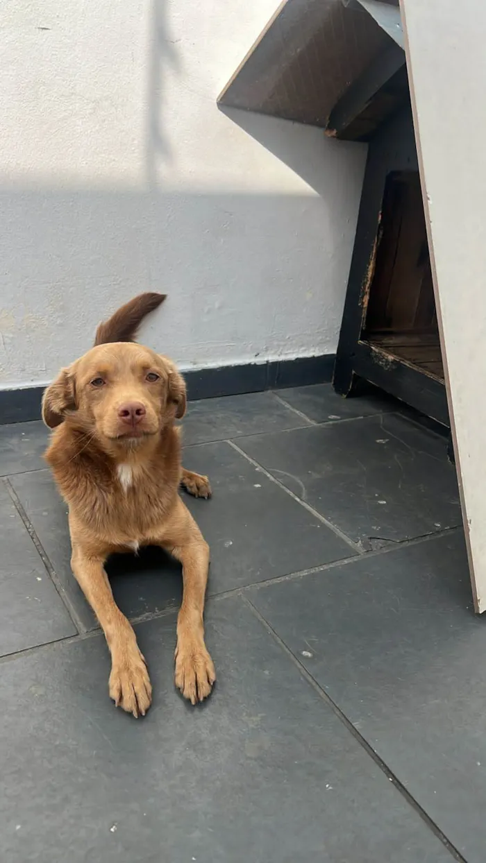 Cachorro ra a SRD-ViraLata idade 2 anos nome Caramelo