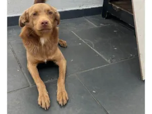 Cachorro raça SRD-ViraLata idade 2 anos nome Caramelo