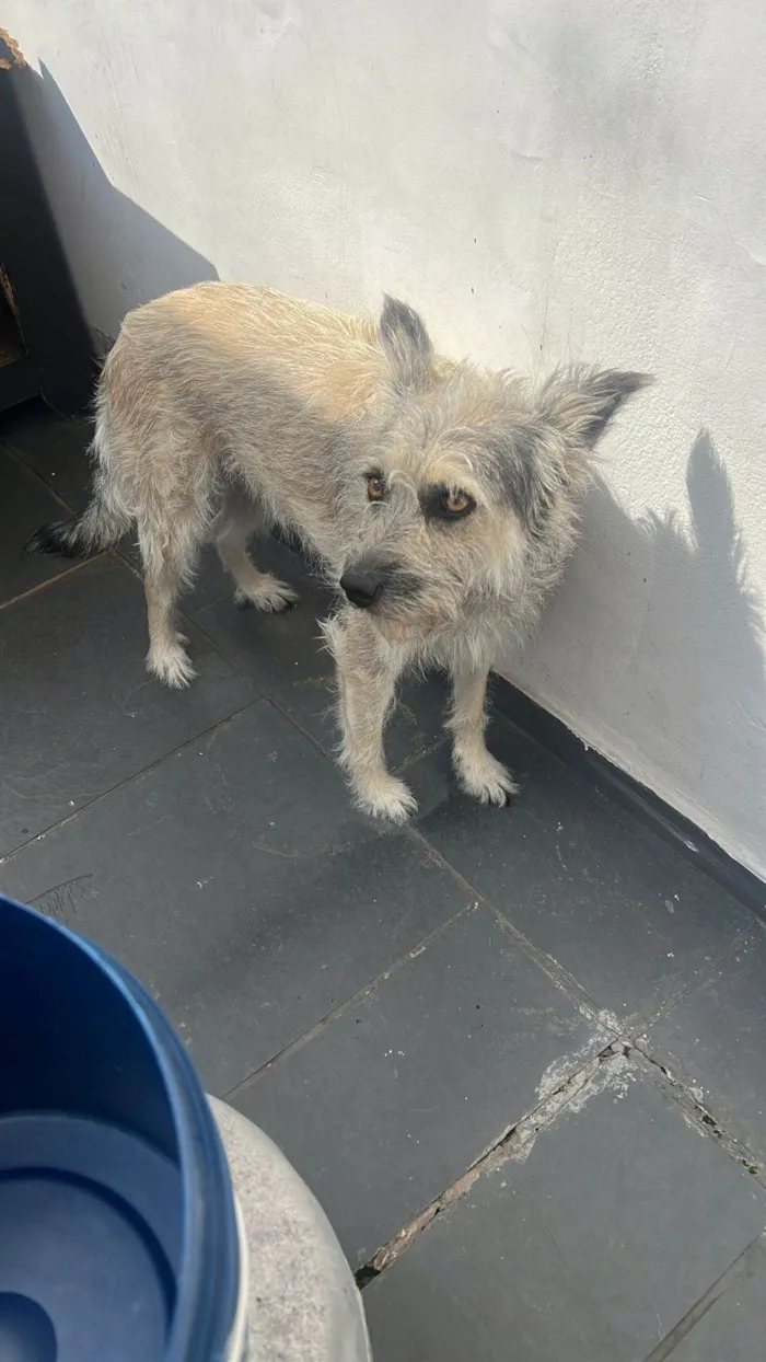 Cachorro raça SRD-ViraLata idade 2 anos nome Zilu