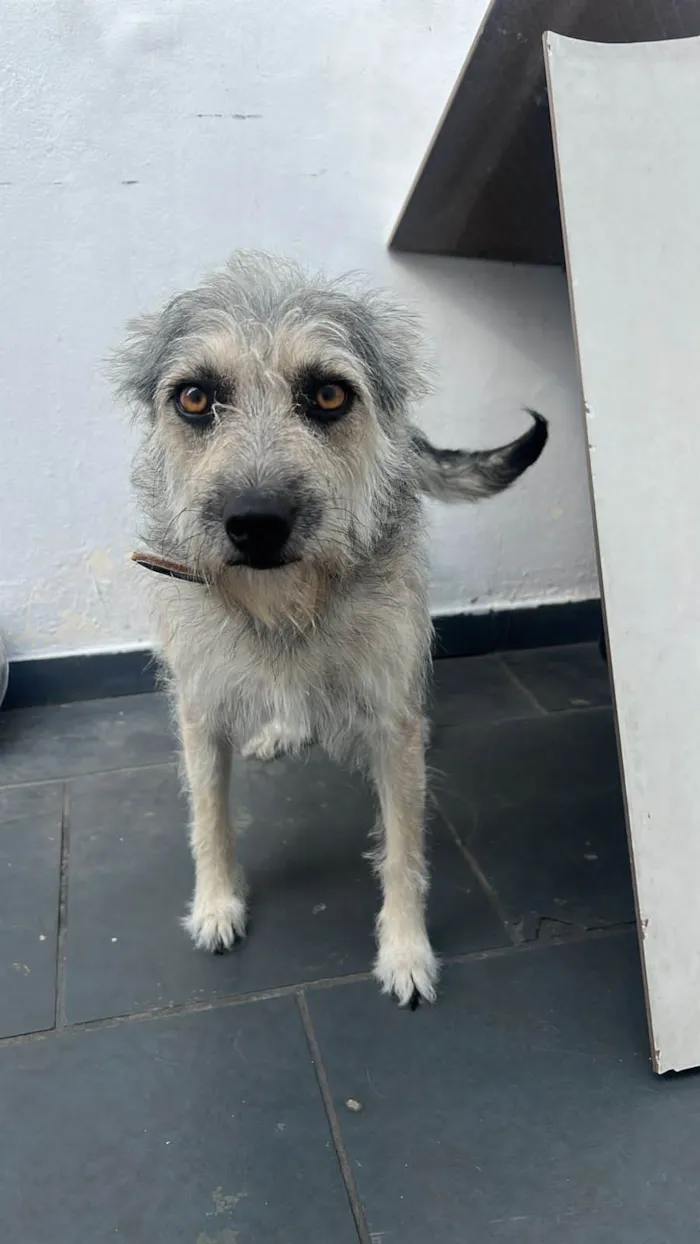 Cachorro raça SRD-ViraLata idade 2 anos nome Zilu