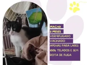 Gato raça SRD-ViraLata idade 2 a 6 meses nome Figaro 