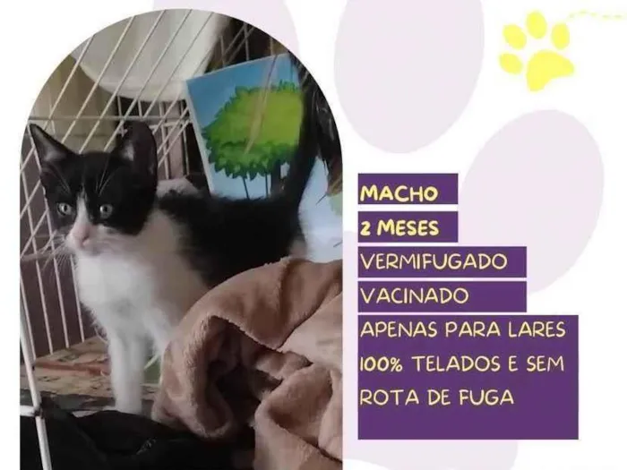 Gato ra a SRD-ViraLata idade 2 a 6 meses nome Figaro 