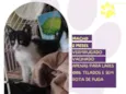Figaro