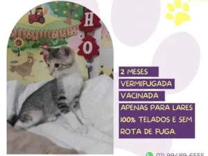 Gato raça SRD-ViraLata idade 2 a 6 meses nome Gaia