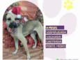 Magali