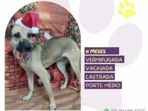 Cachorro raça SRD-ViraLata idade 7 a 11 meses nome Magali