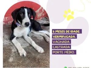 Cachorro raça SRD-ViraLata idade 2 a 6 meses nome Princesa 