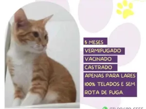 Gato raça SRD-ViraLata idade 2 a 6 meses nome Brad