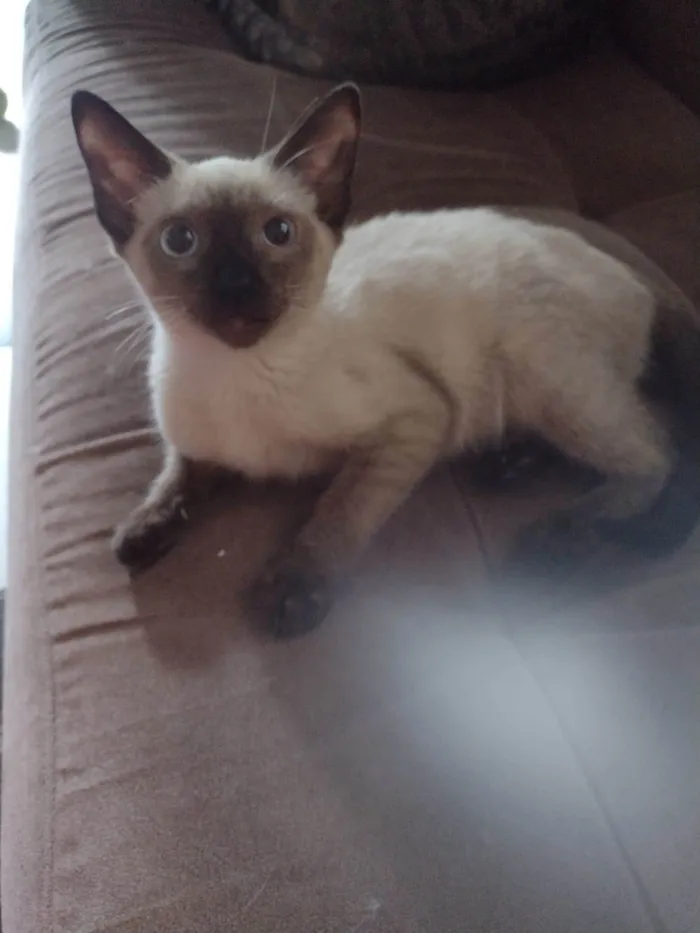 Gato ra a SRD-ViraLata idade 2 a 6 meses nome Fred/