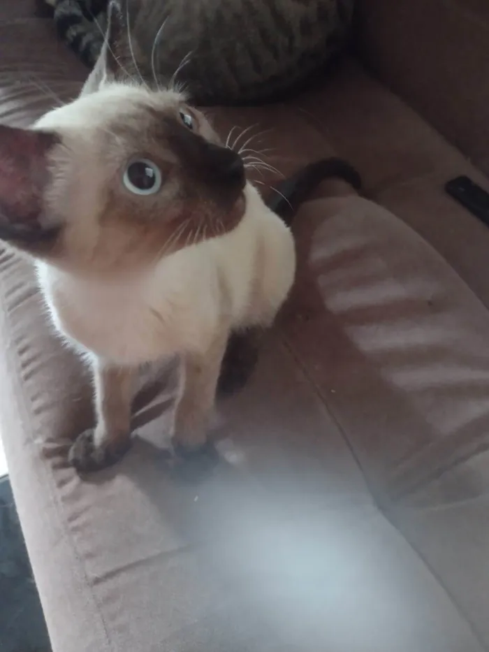 Gato ra a SRD-ViraLata idade 2 a 6 meses nome Fred/