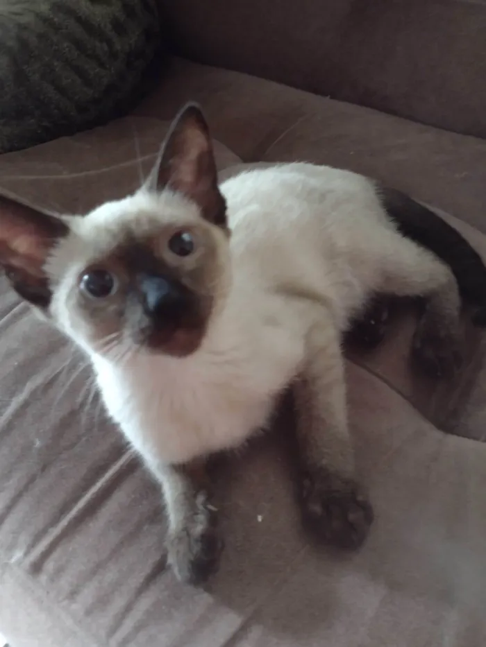 Gato ra a SRD-ViraLata idade 2 a 6 meses nome Fred/