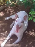 Cachorro na Pedra Branca
