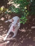 Cachorro na Pedra Branca