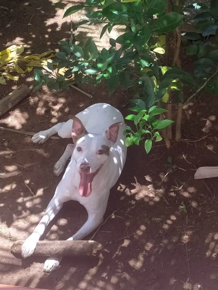 Cachorro ra a Pit-Bull idade 1 ano nome Cachorro na Pedra Branca