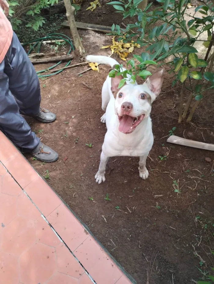 Cachorro ra a Pit-Bull idade 1 ano nome Cachorro na Pedra Branca