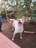 Cachorro na Pedra Branca